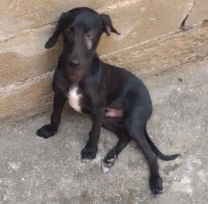 Cachorro raça srd idade 2 a 6 meses nome negresco