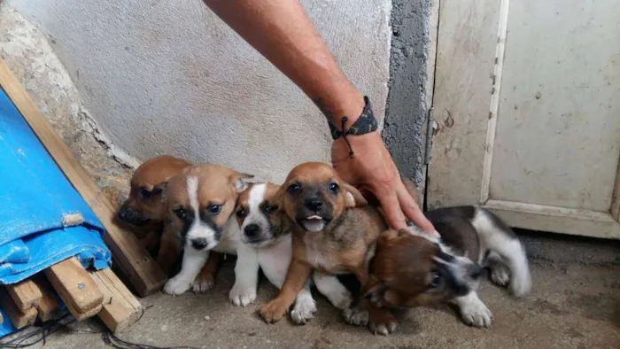 Cachorro ra a Vira-lata idade Abaixo de 2 meses nome Cachorrinhos fofinho