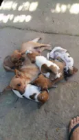 Cachorrinhos fofinho