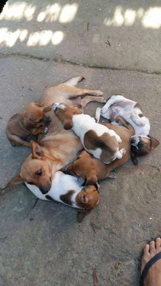 Cachorro ra a Vira-lata idade Abaixo de 2 meses nome Cachorrinhos fofinho