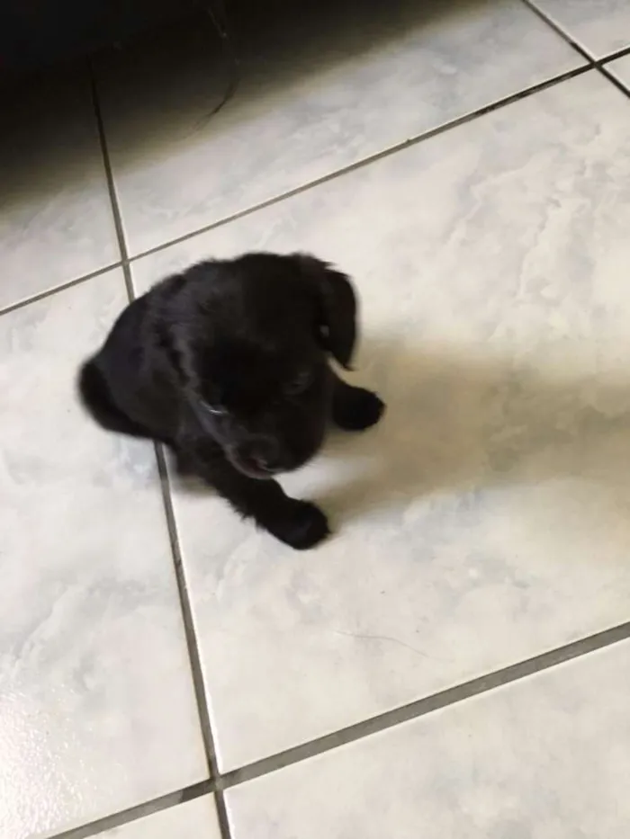 Cachorro ra a srd idade Abaixo de 2 meses nome Nao sabemos