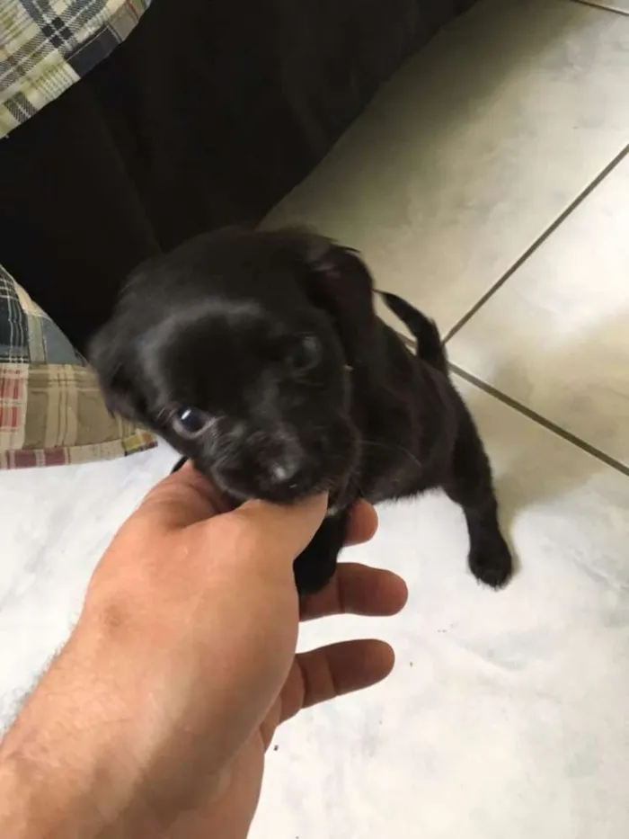 Cachorro ra a srd idade Abaixo de 2 meses nome Nao sabemos
