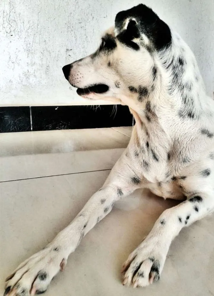 Cachorro ra a Vira Lata idade 2 anos nome Mel