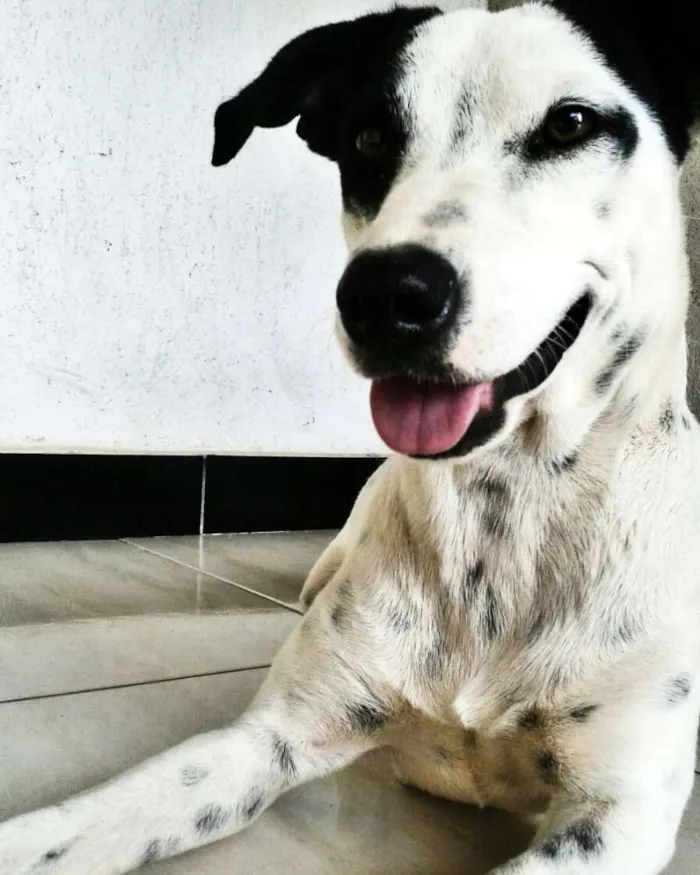 Cachorro ra a Vira Lata idade 2 anos nome Mel