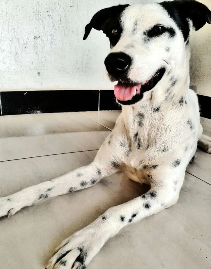 Cachorro ra a Vira Lata idade 2 anos nome Mel