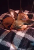 Puppy