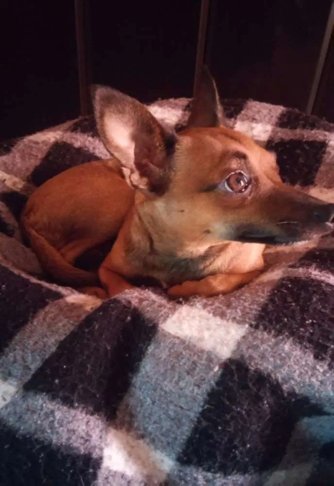 Cachorro raça Pinscher idade 4 anos nome Puppy