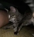 MIA