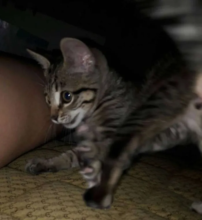 Gato ra a SRD idade 2 a 6 meses nome MIA