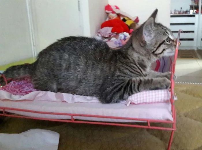 Gato ra a SRD idade 2 a 6 meses nome MIA