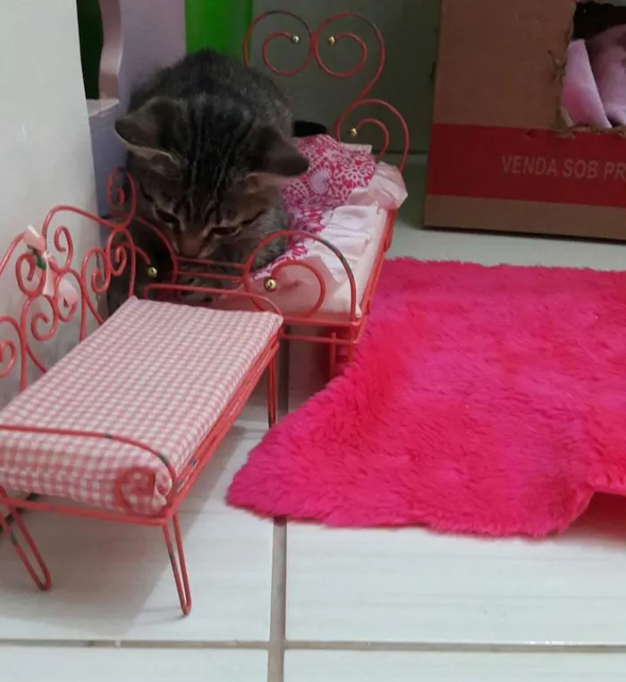 Gato ra a SRD idade 2 a 6 meses nome MIA