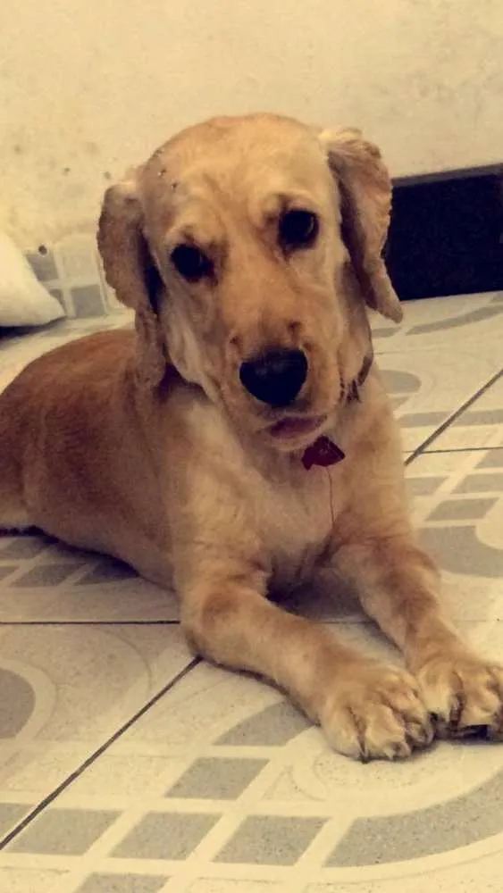 Cachorro ra a Cocker idade 3 anos nome clara