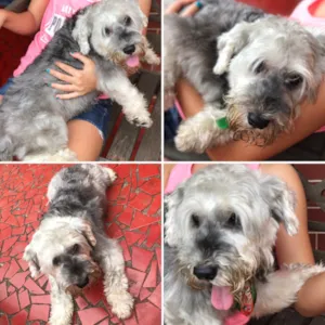 Cachorro raça Schauzer  idade 5 anos nome Nao sei