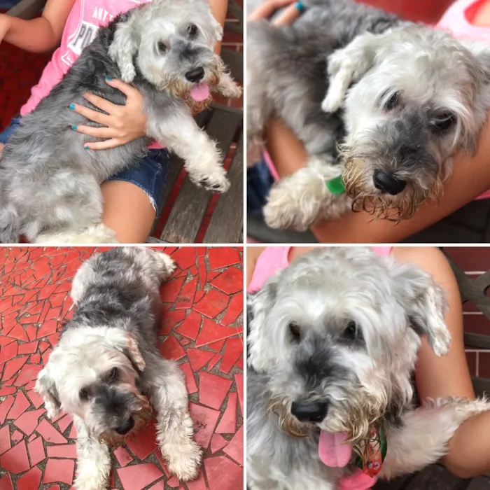 Cachorro ra a Schauzer  idade 5 anos nome Nao sei