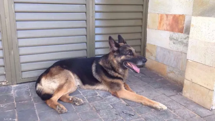 Cachorro ra a PASTOR ALEMÃO  idade 6 ou mais anos nome Hulk 