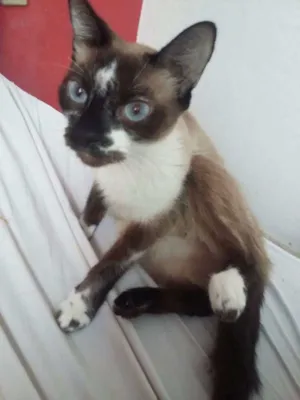 Gato raça Siames idade 3 anos nome Pandora