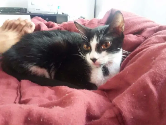 Gato raça Vira lata idade 2 anos nome PANDINHA