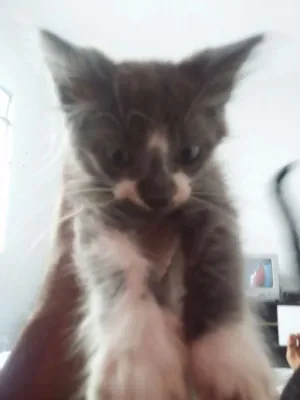 Gato raça Vira lata idade 2 a 6 meses nome Não tem nome