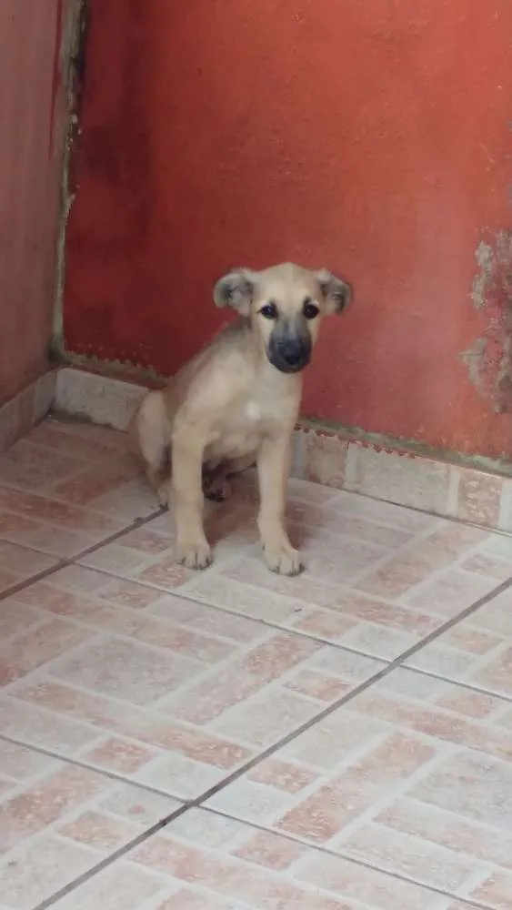 Cachorro ra a Vira lata idade 2 a 6 meses nome Milly