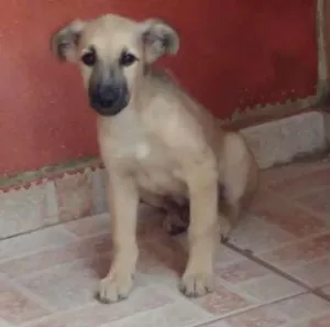 Cachorro raça Vira lata idade 2 a 6 meses nome Milly