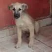 Cachorro raça Vira lata idade 2 a 6 meses nome Milly