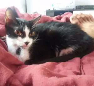 Gato raça Vira lata idade 2 anos nome PANDINHA