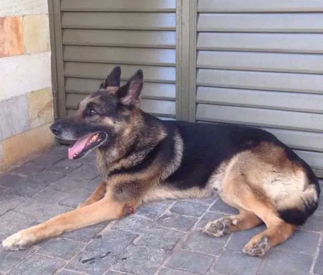 Cachorro ra a PASTOR ALEMÃO  idade 6 ou mais anos nome Hulk 