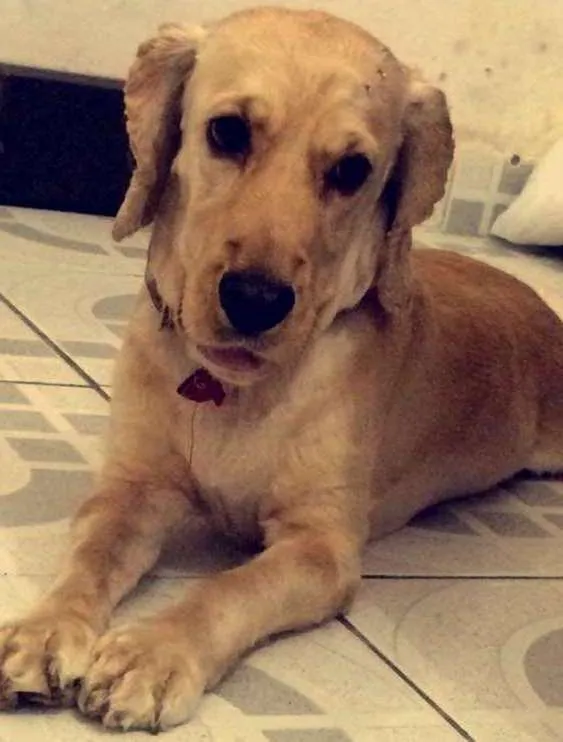 Cachorro ra a Cocker idade 3 anos nome clara