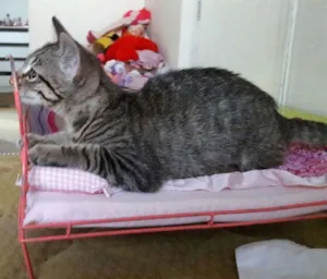 Gato raça SRD idade 2 a 6 meses nome MIA