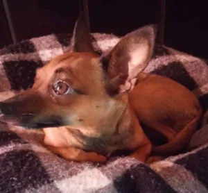 Cachorro raça Pinscher idade 4 anos nome Puppy