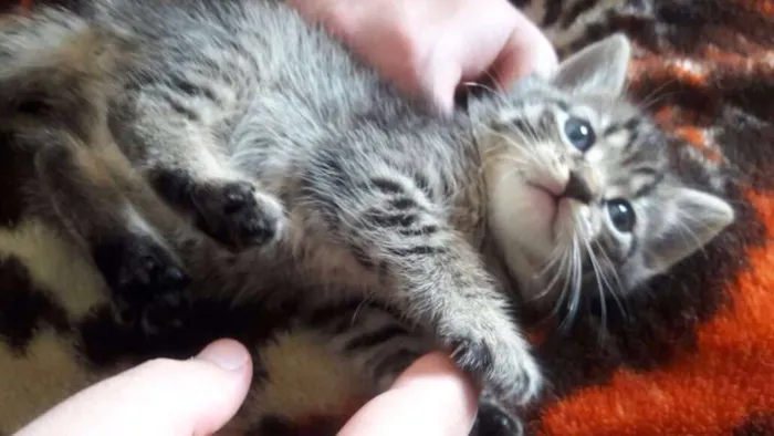 Gato ra a - idade Abaixo de 2 meses nome -