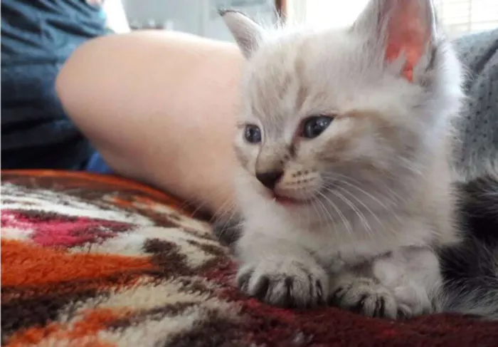 Gato ra a - idade Abaixo de 2 meses nome -