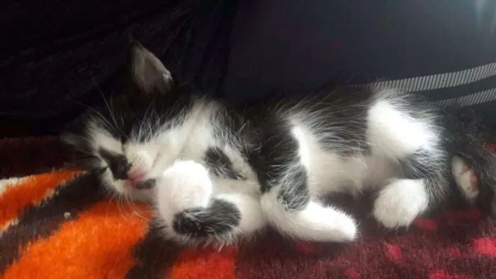 Gato ra a - idade Abaixo de 2 meses nome -
