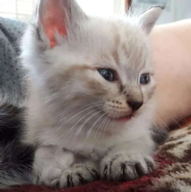 Gato ra a - idade Abaixo de 2 meses nome -