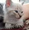 Gato raça - idade Abaixo de 2 meses nome -