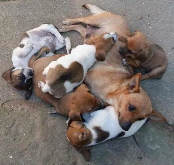 Cachorro ra a Vira-lata idade Abaixo de 2 meses nome Cachorrinhos fofinho