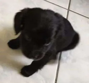 Cachorro raça srd idade Abaixo de 2 meses nome Nao sabemos