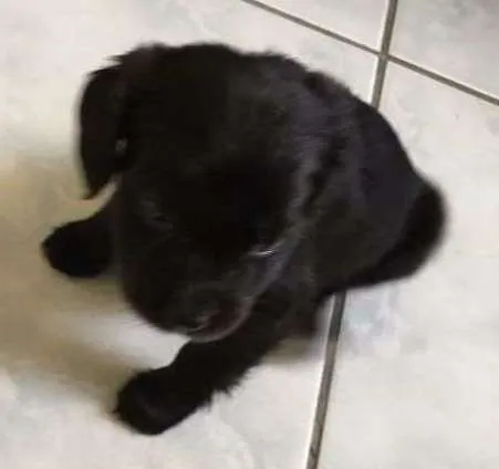 Cachorro ra a srd idade Abaixo de 2 meses nome Nao sabemos