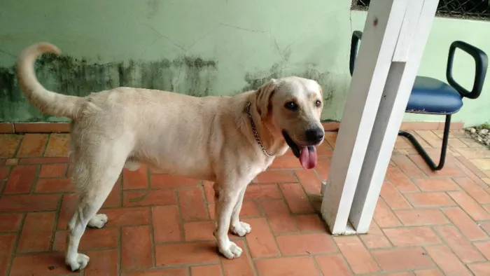 Cachorro ra a Labrador  idade 1 ano nome Aislan