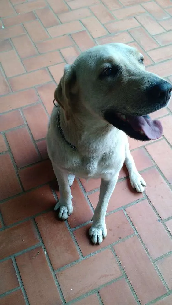 Cachorro ra a Labrador  idade 1 ano nome Aislan