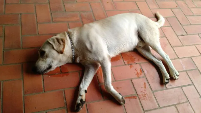 Cachorro ra a Labrador  idade 1 ano nome Aislan