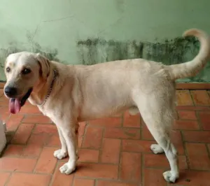 Cachorro raça Labrador  idade 1 ano nome Aislan