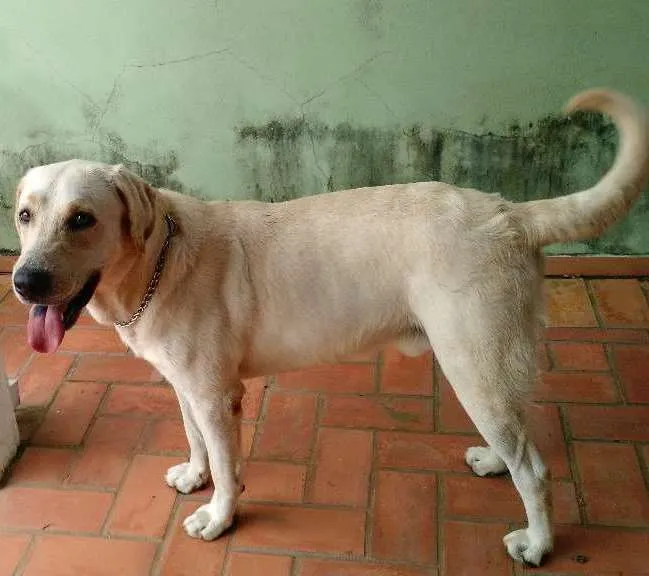 Cachorro ra a Labrador  idade 1 ano nome Aislan