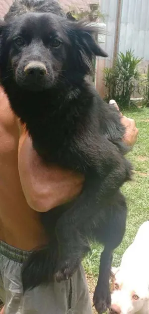 Cachorro raça mestiça de cocker idade 2 anos nome Preta