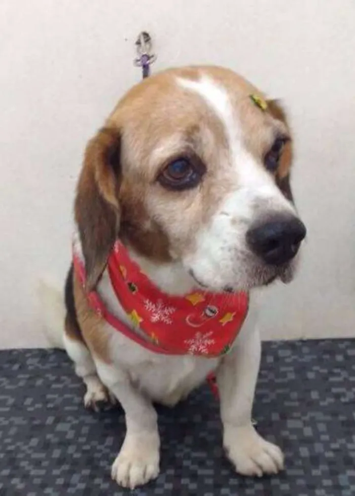 Cachorro ra a Beagle idade 4 anos nome Quindim