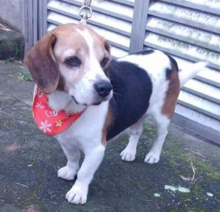 Cachorro ra a Beagle idade 4 anos nome Quindim