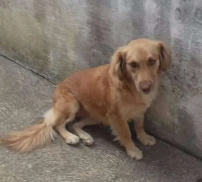 Cachorro ra a mestiça de cocker idade 1 ano nome Belzinha