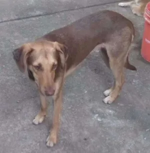 Cachorro raça mestiço de doberman idade 1 ano nome Bello