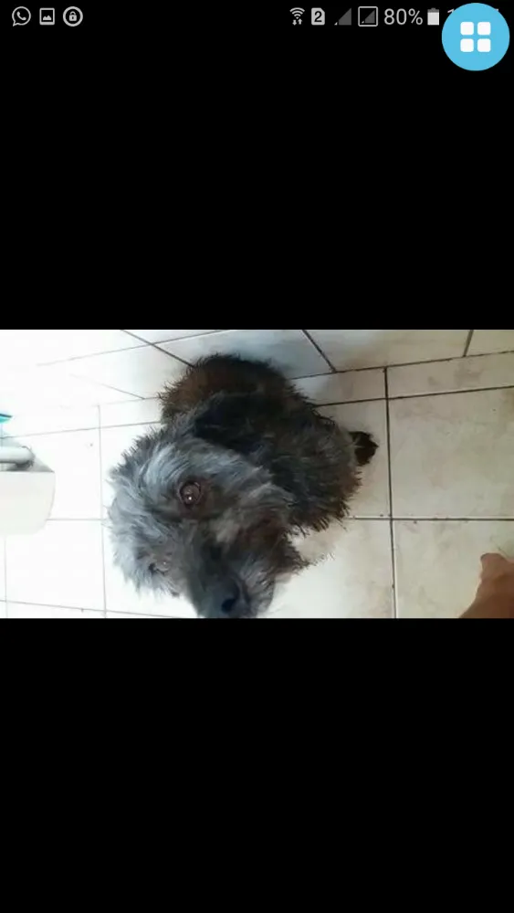 Cachorro ra a Sem raça idade 6 ou mais anos nome Leon
