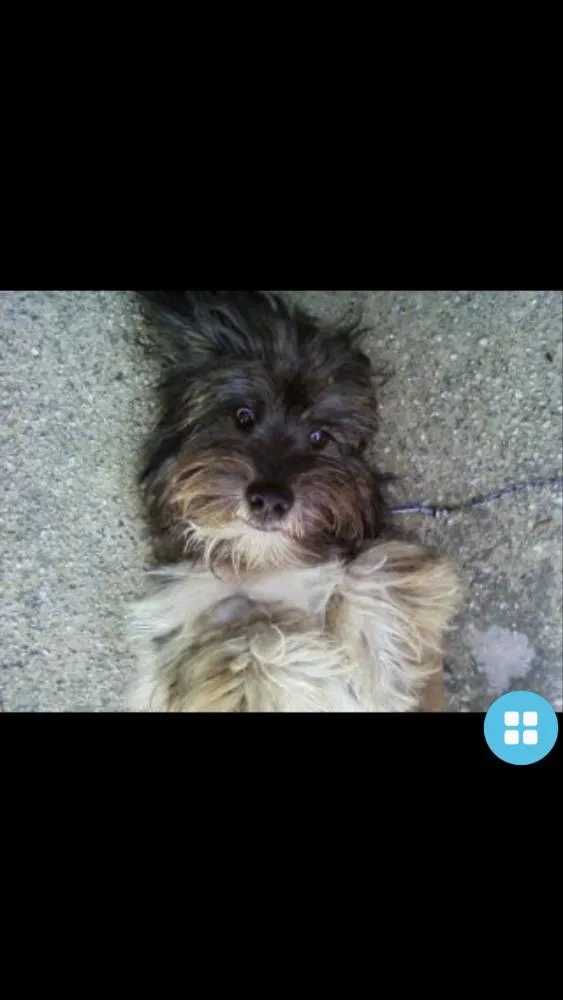 Cachorro ra a Sem raça idade 6 ou mais anos nome Leon